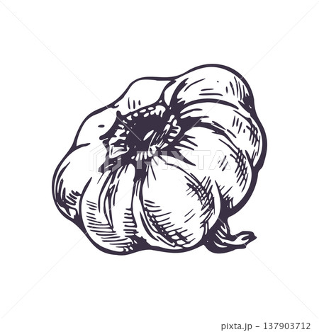 Garlic bulb from the side illustration. Hand drawn sketch of organic vegetable for kitchen menu or culinary project. Black ink line art in vintage engraving style. Isolated farm product drawing. Garlic bulb from the side illustration. Hand drawn sketch of organic vegetable for kitchen menu or culinary project. Black ink line art in vintage engraving style. Isolated farm product drawing. 137903712