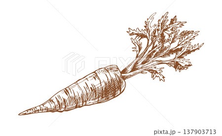 Carrot with green leaf hand drawn illustration. Vegetable sketch in ink line art engraving style. Organic food ingredient graphic drawing isolated on white background for menu design. 137903713