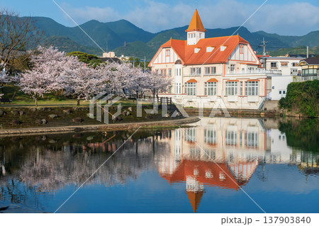 Siebold no Yu and spring cherry blossom by pond with reflection, Ureshino 137903840