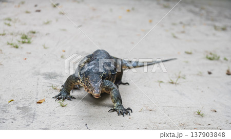 water monitor or Varanus salvator walk on Kradan beach, Trang water monitor or Varanus salvator walk on Kradan beach, Trang 137903848