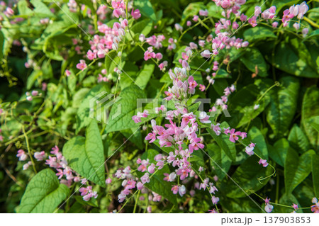 Antigonon leptopus, Mexican creeper, coral vine in spring garden 137903853