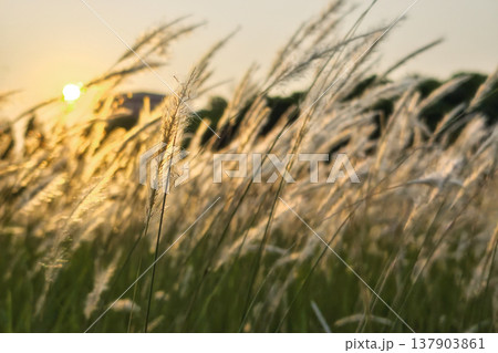 cogon grass or Imperata cylindrica field meadow against sunrise 137903861