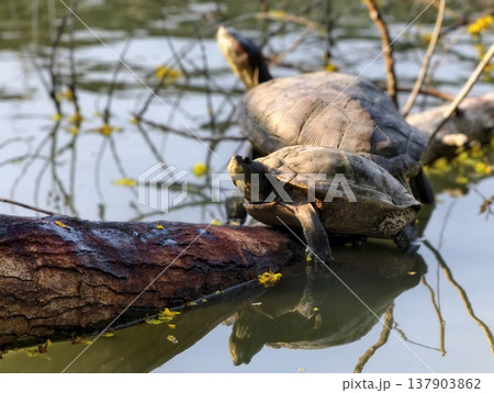 Two Red Eared Terrapin Turtles on wood fallen over pond Two Red Eared Terrapin Turtles on wood fallen over pond 137903862