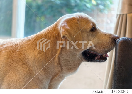 Labrador retriever dog by owner chair and window in house Labrador retriever dog by owner chair and window in house 137903867