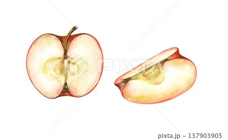 Watercolor drawing with different parts of a cut red apple on an isolated background. Realistic clipart for jam design, baby food, cooking and autumn harvest. Food illustration. 137903905