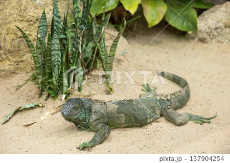 Green Iguana Lizard Resting on Sand in Tropical Garden Environment Close View Green Iguana Lizard Resting on Sand in Tropical Garden Environment Close View 137904254