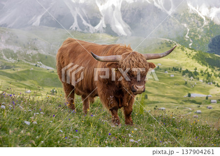 Shaggy highland cattle stands calmly on a lush alpine meadow surrounded by dramatic mountain scenery. Shaggy highland cattle stands calmly on a lush alpine meadow surrounded by dramatic mountain scenery. 137904261