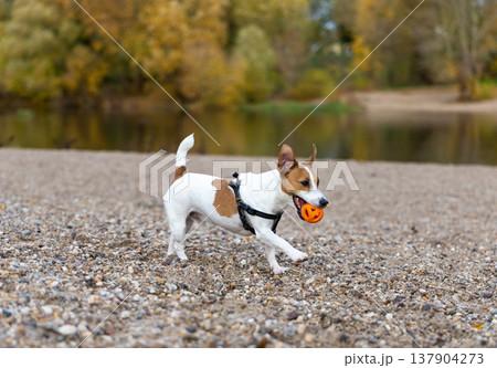 Energetic Small Dog Playing With Ball On Sandy Riverside Beach Autumn Day Energetic Small Dog Playing With Ball On Sandy Riverside Beach Autumn Day 137904273