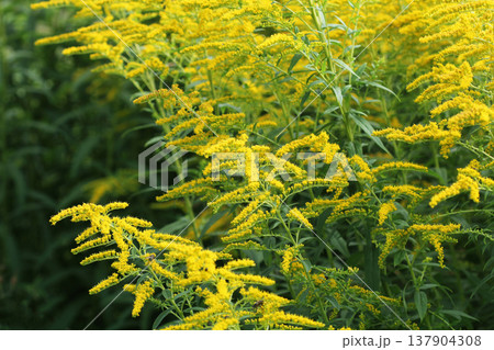 Blooming goldenrod. Solidago, or goldenrods, is a genus of flowering plants in the aster family 137904308