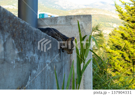 Relaxed striped cat resting on a concrete wall outdoors. Tabby cat resting peacefully on a concrete wall with plants and mountain view in the background. Calm cat enjoying warm summer day 137904331