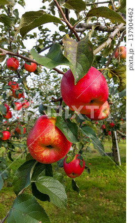 A close-up photo of large ripe apples hanging on trees in an orchard on a summer day 137904462