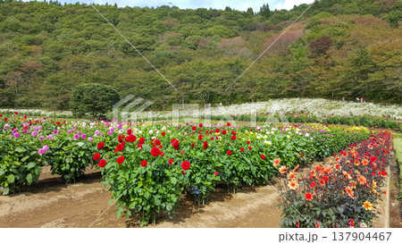 A blooming dahlia garden on a summer day rows of colorful flowers and lush green foliage under warm sunlight 137904467