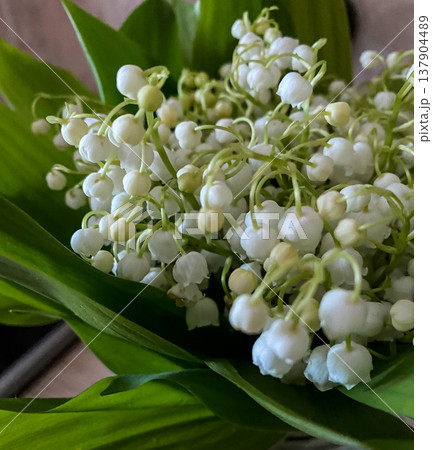 A close-up photo of a delicate bouquet of lily of the valley A close-up photo of a delicate bouquet of lily of the valley 137904489