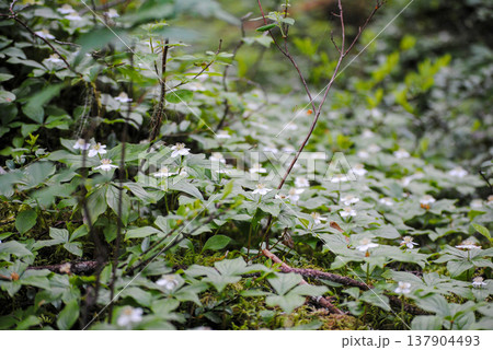 A serene scene featuring small white flowers at the base of evergreens, nestled among lush green forest moss. 137904493