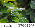 The photograph features vibrant green barberry leaves in close-up, adorned with glistening raindrops on a cloudy summer day. 137904506