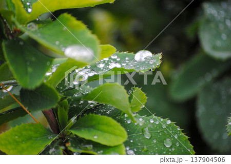 The photograph features vibrant green barberry leaves in close-up, adorned with glistening raindrops on a cloudy summer day. The photograph features vibrant green barberry leaves in close-up, adorned with glistening raindrops on a cloudy summer day. 137904506