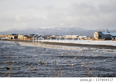 The stunning coastline of a Kuril Islands bay shines at sunset on a sunny winter day. The stunning coastline of a Kuril Islands bay shines at sunset on a sunny winter day. 137904517