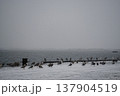 A gloomy, snowy day captures a pier in a serene bay of the Kuril Islands. 137904519
