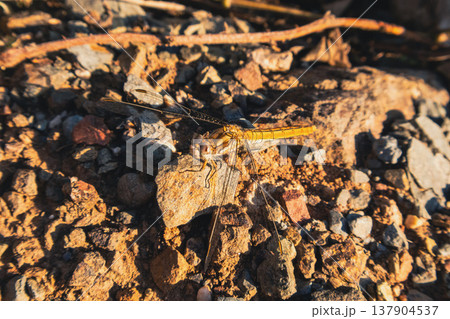 Golden dragonfly resting on rocky ground in warm sunlight. Macro shot of a golden dragonfly on rocky soil in sunlight. Wildlife insect macro photography with detailed wings and texture. 137904537