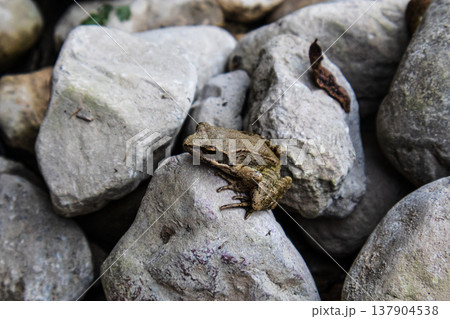 Small brown frog sitting on gray stones in natural light. Macro shot of a small brown frog resting on gray stones. Amphibian camouflaged with rocks in natural outdoor environment. Small brown frog sitting on gray stones in natural light. Macro shot of a small brown frog resting on gray stones. Amphibian camouflaged with rocks in natural outdoor environment. 137904538