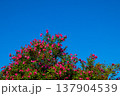 Pink oleander flowers with green leaves under clear blue sky. Simple and colorful floral background symbolizing freshness and natural beauty. 137904539