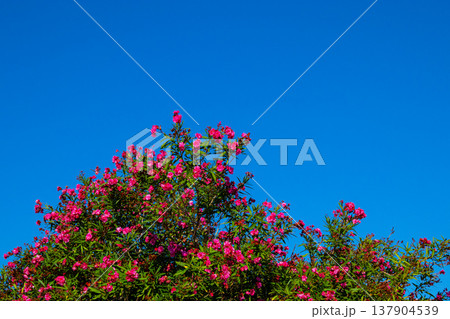 Pink oleander flowers with green leaves under clear blue sky. Simple and colorful floral background symbolizing freshness and natural beauty. Pink oleander flowers with green leaves under clear blue sky. Simple and colorful floral background symbolizing freshness and natural beauty. 137904539
