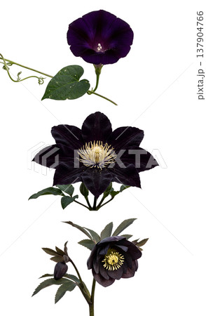 Enchanting collection of dark purple and black flowers featuring clematis, hellebore (christmas rose), and morning glory, isolated for botanical art Enchanting collection of dark purple and black flowers featuring clematis, hellebore (christmas rose), and morning glory, isolated for botanical art 137904766