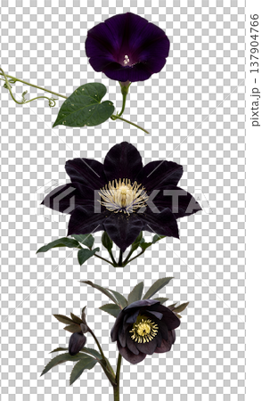 Enchanting collection of dark purple and black flowers featuring clematis, hellebore (christmas rose), and morning glory, isolated for botanical art Enchanting collection of dark purple and black flowers featuring clematis, hellebore (christmas rose), and morning glory, isolated for botanical art 137904766