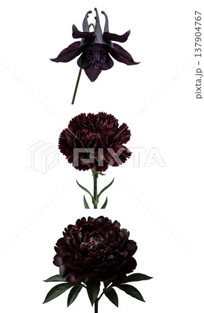 Stunning collection of dark purple to black flowers including carnation, columbine (aquilegia), and peony, isolated on white for elegant botanical designs Stunning collection of dark purple to black flowers including carnation, columbine (aquilegia), and peony, isolated on white for elegant botanical designs 137904767