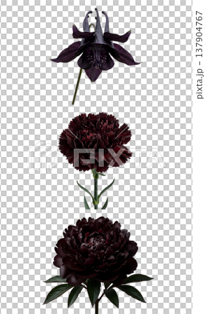 Stunning collection of dark purple to black flowers including carnation, columbine (aquilegia), and peony, isolated on white for elegant botanical designs Stunning collection of dark purple to black flowers including carnation, columbine (aquilegia), and peony, isolated on white for elegant botanical designs 137904767