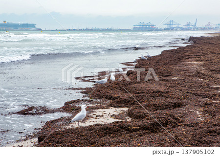 Spain, Valencia, March 29, 2022: Seaweed Debris Covering Sandy Beach in Overcast Weather by the Coast Spain, Valencia, March 29, 2022: Seaweed Debris Covering Sandy Beach in Overcast Weather by the Coast 137905102