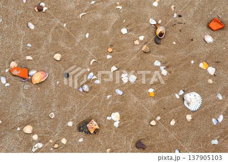 natural shells on the seashore close-up. Beach summer background natural shells on the seashore close-up. Beach summer background 137905103