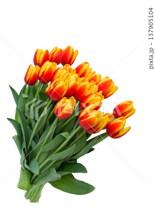 Red tulips bouquet in white pot isolated over white background. Mothers Day, Birthday, Valentines Day concept. 137905104