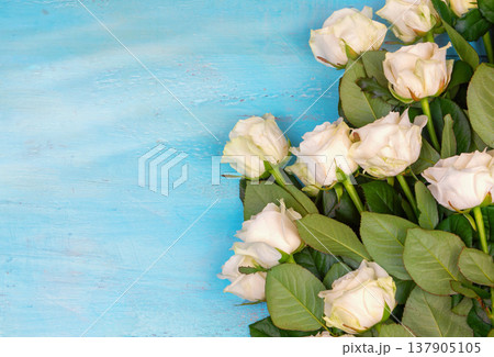 beautiful white roses on a blue wooden background. place for text. top view background 137905105