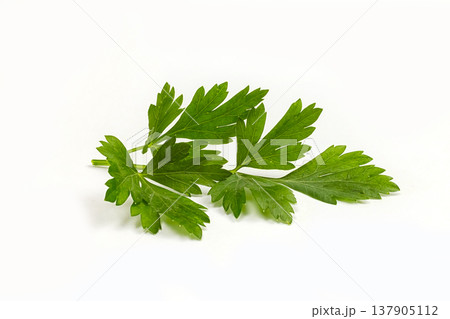 one piece of parsley on a white background 137905112