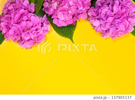 beautiful hydrangea flowers. Trendy fashion Style. Spring Summer Floral concept. Creative Minimal. Pink Blossom, Bright Color. Art beautiful hydrangea flowers. Trendy fashion Style. Spring Summer Floral concept. Creative Minimal. Pink Blossom, Bright Color. Art 137905137