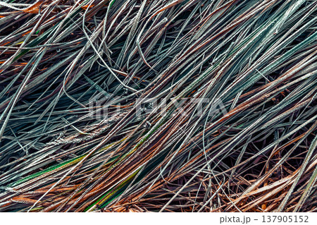 Colorful Strands of Grass and Plant Material Create a Textured Ground Cover in Nature 137905152