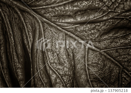 Close-up View of a Textured Leaf Highlighting Intricate Details and Natural Patterns 137905218