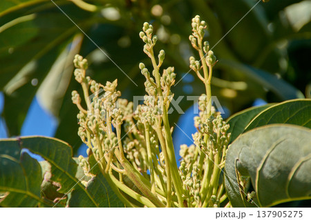 Close-up of an avocado tree in bloom with clusters of yellowish flowers in an organic farm 137905275