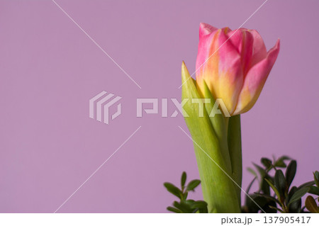Single pink tulip on pastel purple background, spring banner with copy space Single pink tulip on pastel purple background, spring banner with copy space 137905417