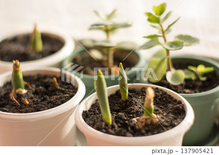 Sprouting tulips in pots on windowsill with background indoor plants, early spring growth Sprouting tulips in pots on windowsill with background indoor plants, early spring growth 137905421