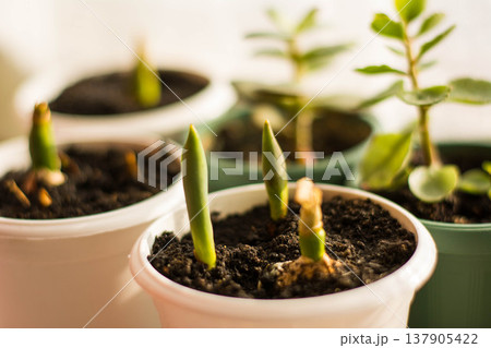 Early tulip growth on windowsill, indoor botanical composition Early tulip growth on windowsill, indoor botanical composition 137905422