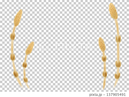 つくしのフレームイラスト つくしのフレームイラスト 137905491