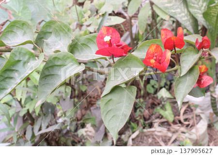 Bougainvillea flower plant on farm Bougainvillea flower plant on farm 137905627