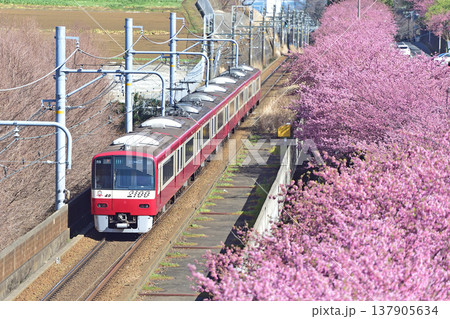 京急久里浜線 三浦海岸-三崎口 京急 2000形 2149編成 河津桜 京急久里浜線 三浦海岸-三崎口 京急 2000形 2149編成 河津桜 137905634