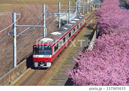 京急久里浜線　三浦海岸－三崎口　京急　2000形　2165編成　河津桜 137905635