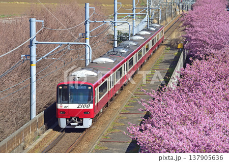 京急久里浜線 三浦海岸-三崎口 京急 2000形 2175編成 河津桜 京急久里浜線 三浦海岸-三崎口 京急 2000形 2175編成 河津桜 137905636