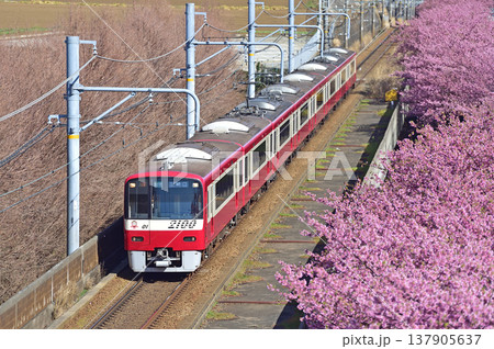 京急久里浜線 三浦海岸-三崎口 京急 2000形 2101編成 河津桜 京急久里浜線 三浦海岸-三崎口 京急 2000形 2101編成 河津桜 137905637