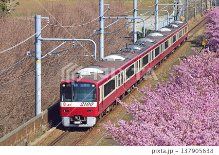 京急久里浜線　三浦海岸－三崎口　京急　2000形　2157編成　河津桜 137905638