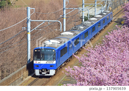 京急久里浜線　三浦海岸－三崎口　京急　2000形　2133編成　河津桜 137905639